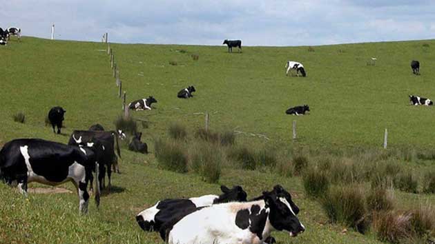 Công nghệ chăn nuôi bò sữa ở New Zealand