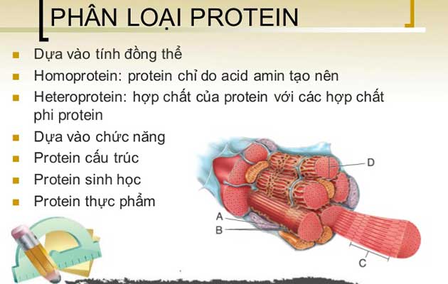Phân loại protein